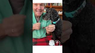 Natural Seizure Treatment For Dogs [upl. by Nyhagen846]