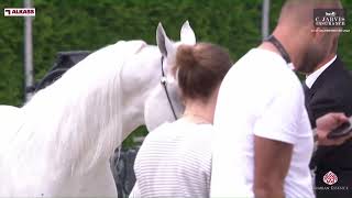 N 117 BEL ADEED GCAT Valkenswaard 2024 Senior Stallions Section B Class 6B [upl. by Griffis]