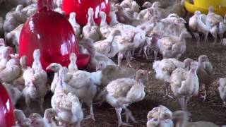 Fijian Prime Minister Voreqe Bainimarama visits Poultry Farm [upl. by Pasco]