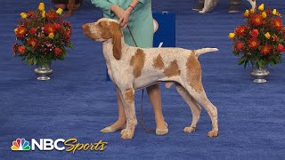 National Dog Show 2022 Sporting Group Full Judging  NBC Sports [upl. by Winn]