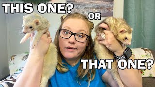 What is the Best Colored Ferret to Buy [upl. by Annairam872]