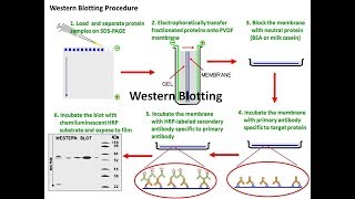 western blotting  Target Protein Identification Technique [upl. by Lelah]