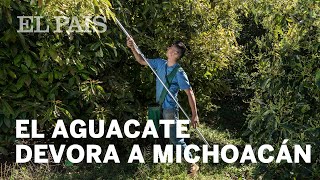 La producción de aguacate devora a Michoacán [upl. by Inalem]