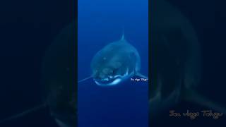 A terrible journey at sea with our friends so scared 😨 terrible scaring seatravel dolphin sea [upl. by Keating470]