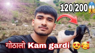 गोठालो Kam gardi 😍🥰 120200😱 village life 😩💸 [upl. by Eselrahc]