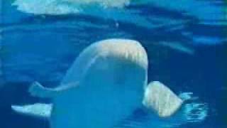 Marineland Commerical  Beluga Whales 1 [upl. by Donadee339]