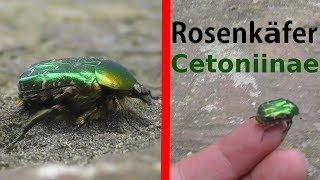 Goldglänzender Rosenkäfer Nahaufnahme  Cetoniinae  Cetonia aurata close up 4KVIDEO [upl. by Alleram]