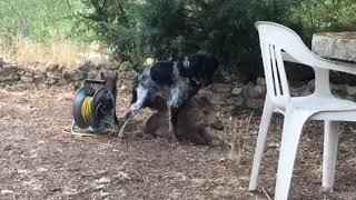 Buzz sex Un chien de chasse qui veut prendre un sanglier marcassin [upl. by Machute]