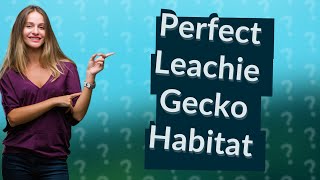 How Can I Set Up My Ultimate Leachie Gecko Enclosure [upl. by Gregory]