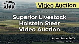 SLA 962023 Superior Livestock Holstein Steer Video Auction [upl. by Seravat227]