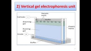 How to load and run an SDSPAGE gel  ScienceWaikato [upl. by Staffan]