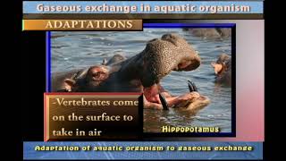 Adaptation of AQUATIC ORGANISMS to GASEOUS EXCHANGE [upl. by Srednas]