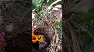 Babbler Bird’s Loving Routine Baby Feeding and Nest Tidying shortsvideo viralshorts [upl. by Eppesuig]