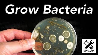 How to Grow Bacteria [upl. by Struve]