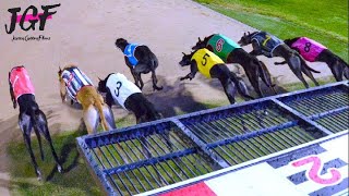 Dog Racing Championship on the Track [upl. by Acirahs484]