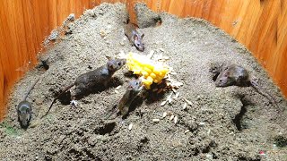 Cat TV mice digging burrows  holes in sand and hide amp seek for cats to watch [upl. by Kleper260]