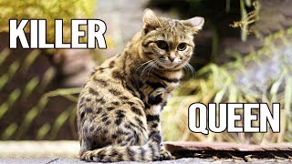 BlackFooted Cats  Top 10 Astounding Facts About BlackFooted Cats That Will Leave You Amazed [upl. by Llaccm677]