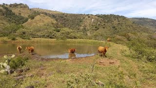 P169 Rancho con sorprendente cosecha de agua y resultados [upl. by Airlee]