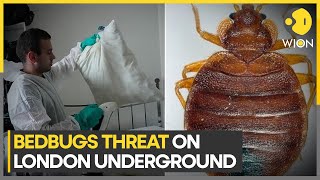 UK Bedbugs ‘a real source of concern’ on London transport says Sadiq Khan  WION [upl. by Dorcea752]