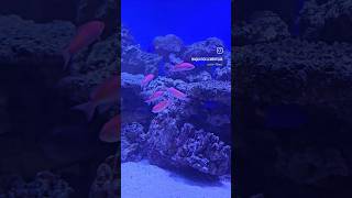 ADDING AMAZING ANTHIAS TO A MARINE AQUARIUM Marinetank aquatics aquarium saltwater fish [upl. by Niwri]