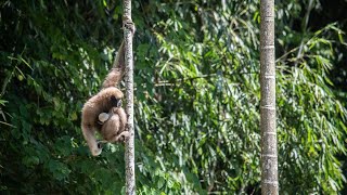 Songs of the endangered Western Hoolock Gibbon [upl. by Schilling176]