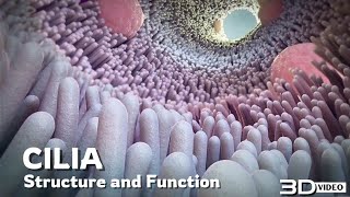 The structure and function of Cilia  3D Animation [upl. by Delle]