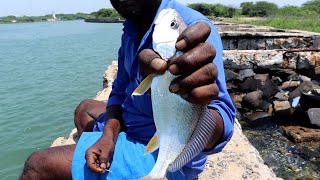 Johnius Glaucus Fish amp Catfish Fishing in handline [upl. by Redmund277]