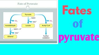 Fates of pyruvate in hindi [upl. by Ecidna349]