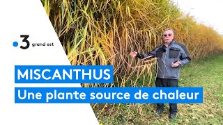 Chauffage  oubliez le bois le gaz et le fioul cette commune se chauffe au miscanthus [upl. by Amirak]