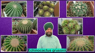 Different species of Echinocactus grusonii  Golden barrel [upl. by Ahtibbat]