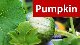 How to produce Pumpkin Cucurbita moschata in brief [upl. by Eitsyrhc]