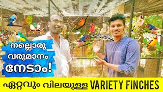 Exotic Finches Collection in Malayalam Costly Finch Collection വിവിധ ഇനം ഫിഞ്ചസിനെ പരിചയപ്പെടാം [upl. by Ferrick]