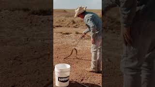 Rattlesnake Hunt in Waynoka Oklahoma Checking out our Catch [upl. by Salomie]