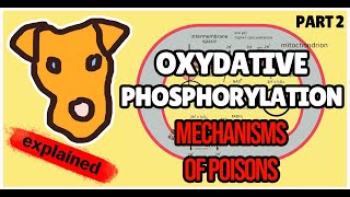 Oxidative Phosphorylation Poisons Biochemistry for Step 1 [upl. by Zeeba]