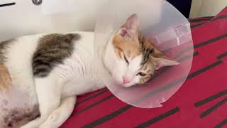 My Cat’s Recovery From Pyometra Surgery cat surgery recovery catsrecovery pyometra [upl. by Malas]