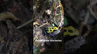 Dendrobate tinctorius Rana venenosa nature wildlife forest frog guyane rana biodiversity [upl. by Gatian772]