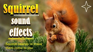 squirrel sounds to make them come to you  squirrel sounds  squirrel calls [upl. by Adlemi394]