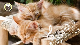 Cat Purring and 528Hz Healing Music  Deep Relaxation Sleep Music Stress Relief [upl. by Matty]