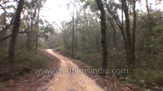 Nature trail on Gypsy in the forest of Kanha [upl. by Ia]