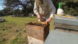 TUTO APICULTURE comment monter une ruche éleveuse en vu de faire de lélevage de reines [upl. by Lilla831]