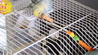 Hand Fed Budgies are Much Tamer [upl. by Santiago]