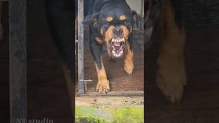 angry Rottweiler barking sound viral angrypuppy cutepet dog funny angry animal pets animals [upl. by Marcile671]