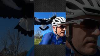 Aussie Magpie Swooping Attack 🚲🦅 [upl. by Mouldon838]