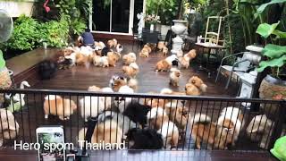 Pomeranian from Thailand by Hero’spom Thailand [upl. by Kalinda]