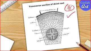 Dicot root diagram drawing  Easy step by step [upl. by Asyen]