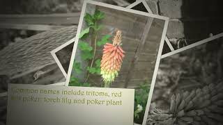 How to grow kniphofia torch lily plant  red hot poker care tips [upl. by Hamlin808]