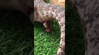 The birth of a blue tongue lizard [upl. by Anaeerb]