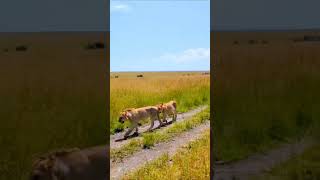 Maasai Mara lion pride on the move in Africa lion pride africa maasai [upl. by Aiekat]