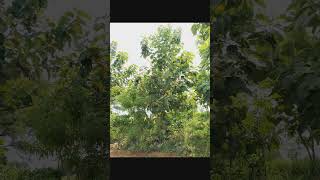 agriculture avenue plantation forestplantsnursery Natureoxygennature lovers [upl. by Anial]