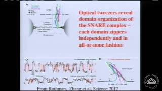 The Molecular Mechanism of Synchronous Neurotransmitter Release at Synapses [upl. by Neetsuj]